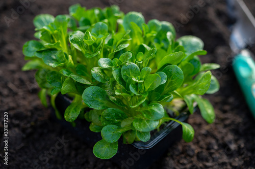 Quadro su tela Spring in organic vegetable garden, young corn salad or feldsalad sprouts ready