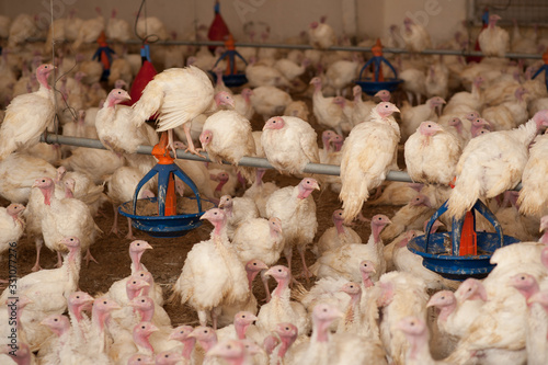  production processes taking place at a poultry farm where adult turkeys are grown from chickens, as well as processes for the production of meat products such as sausages, meat, sausages, other foоds