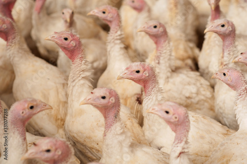  production processes taking place at a poultry farm where adult turkeys are grown from chickens, as well as processes for the production of meat products such as sausages, meat, sausages, other foоds