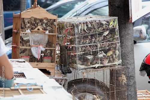 Jakarta Bird Market