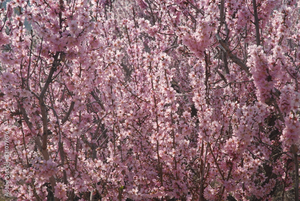 Pink almond blossom, close up of branches covered in flowers Pink almond blossom, close up of branches covered in flowers