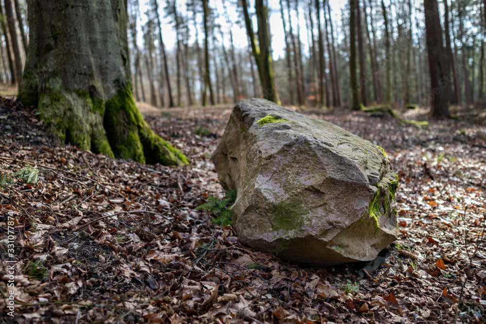 Obraz premium A large stone covered in moss in a deciduous forest. Road leading through the forest between tall trees.