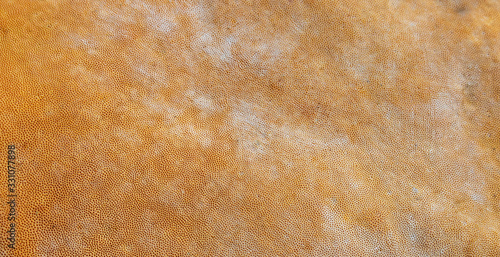фотографія surface of the chaga mushroom