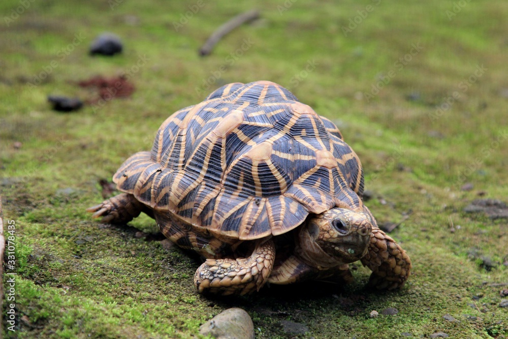 Fototapeta premium Gorgeous tortoise