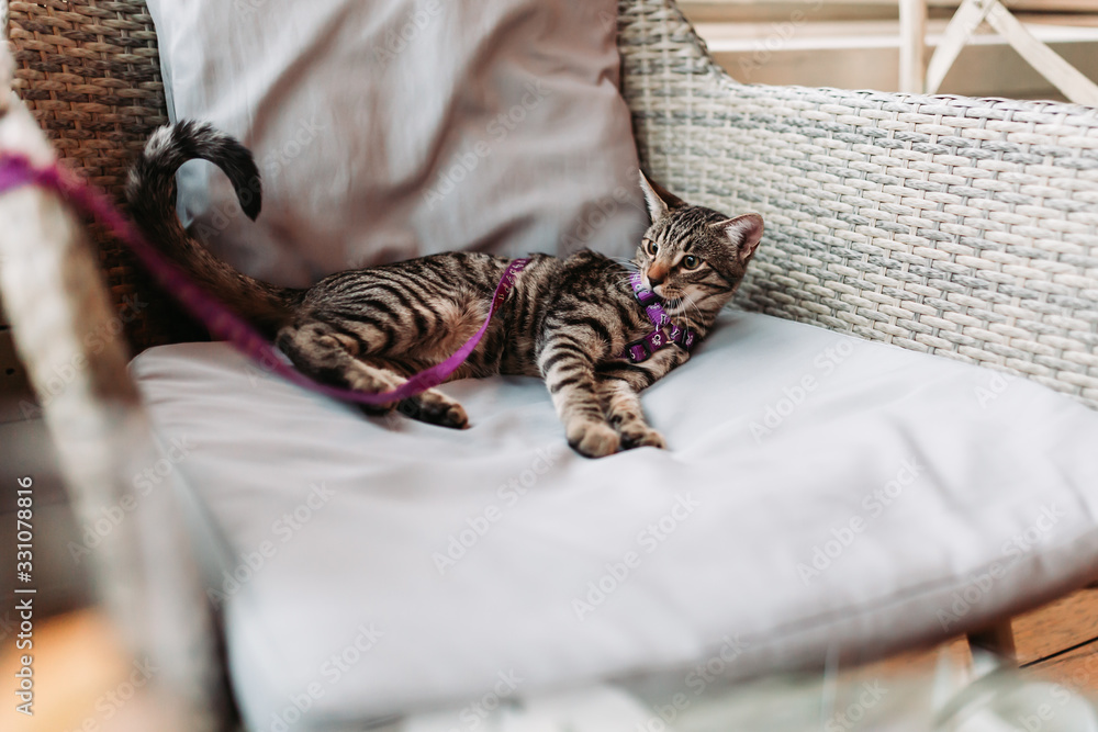 Obraz premium Cute, little domestic cat with leash in a pet-friendly cafe, lying on the chair