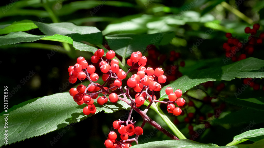 red berries at cape flattery in the olympic national park