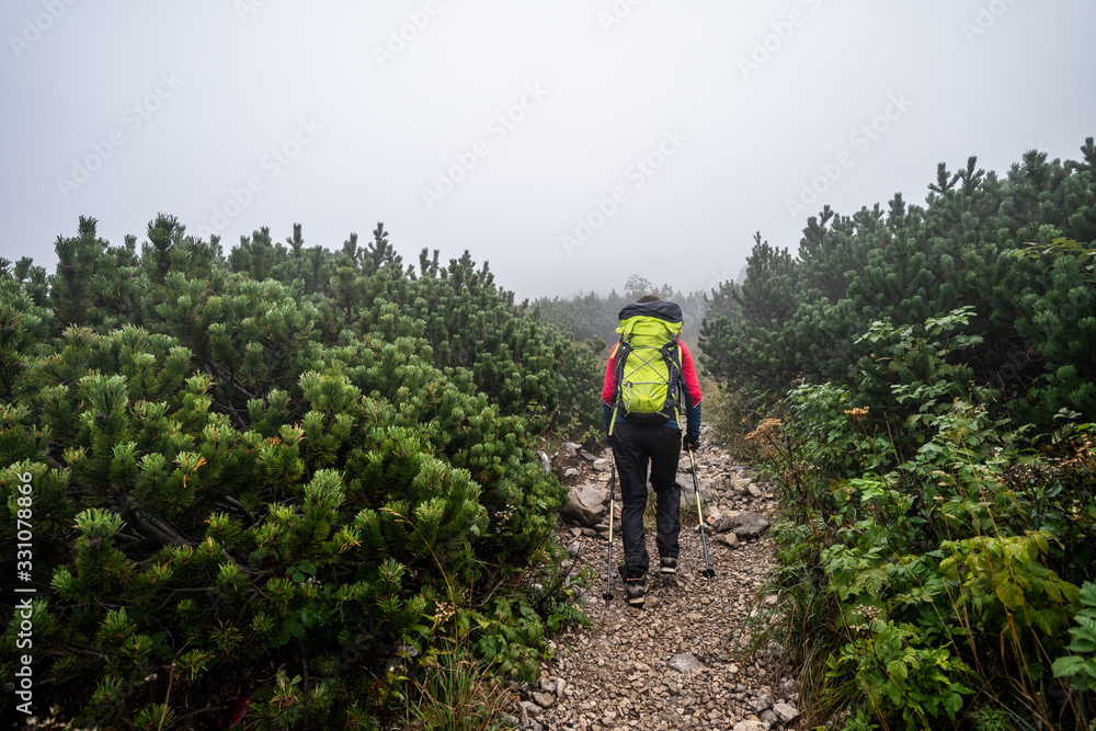 Hiker walking or trekking on a gravel path surrounded with mountain bushes and small trees. Misty path through mountain landscape. Mountain trail in a fog.