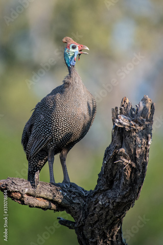 A helmeted guineafowl, Numida meleagris, perched on a log, beak open, greenery in background,Londolozi Game Reserve photo