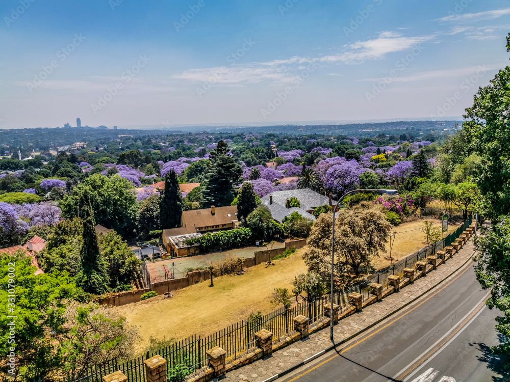 Obraz premium Aerial view of Johannesburg , the largest urban forest during Spring - Jacaranda blooming in October in South Africa