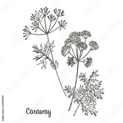 Tableau sur toile Graphic illustration Caraway