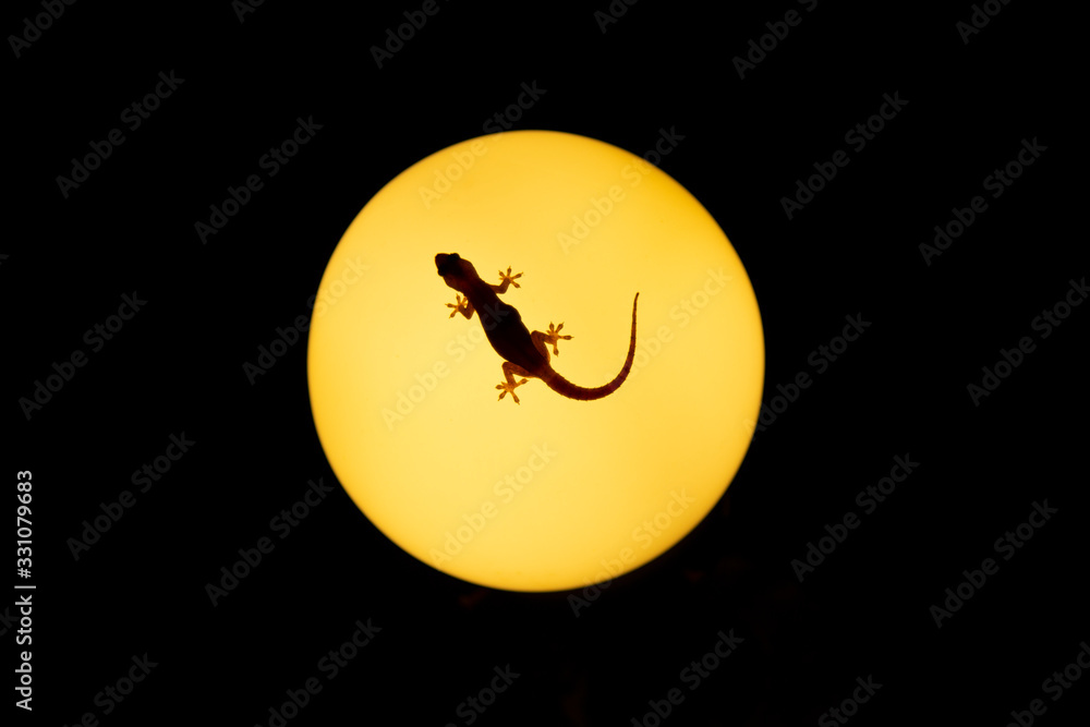 Gecko posado sobre lápara de luz en Tailandia.