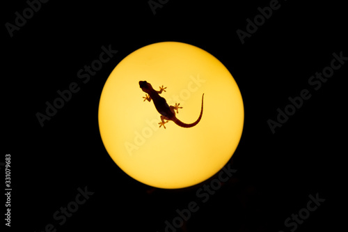 Gecko posado sobre lápara de luz en Tailandia. photo