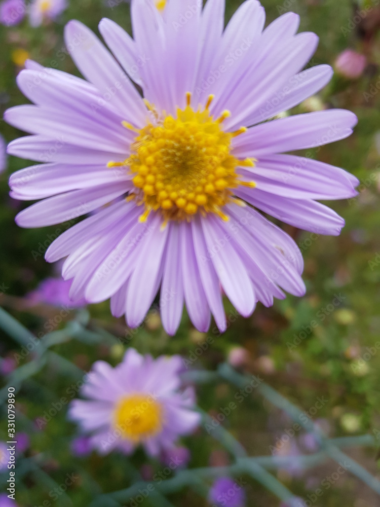 Fototapeta premium blume