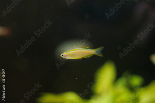 Danio choprae tropical fish in aquarium