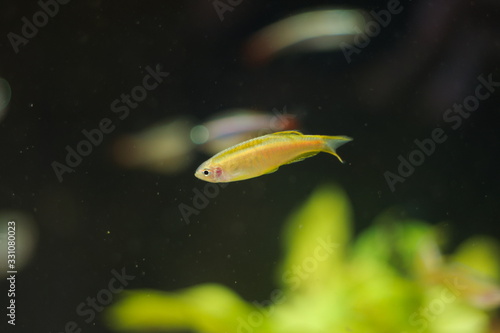 Danio choprae tropical fish in aquarium