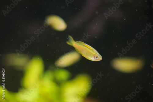 Danio choprae tropical fish in aquarium