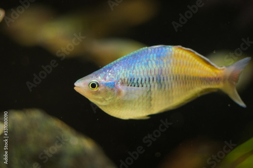 Melanotaenia boesemani tropical fish in aquarium