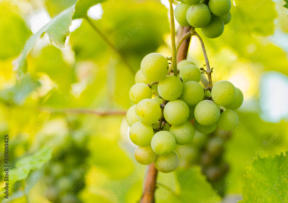 Ripe grapes on branch with leaves in wine region, food and nature concept