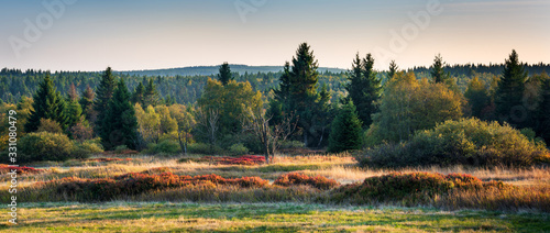 Valokuva Boggy Forest with blueberry bushes in Autumn, Ore Mountains, Germany