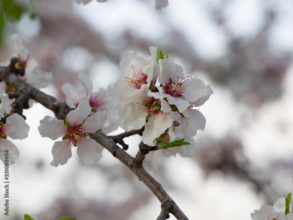Flores de almendro, Prunus dulcis. Flores de almendro, Prunus dulcis.