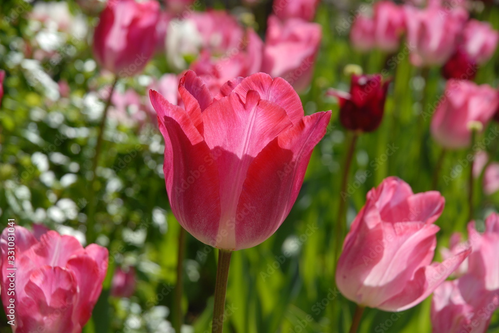 Pink tulip flower in a Spring garden, selective focus Pink tulip flower in a Spring garden, selective focus