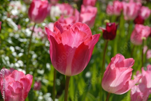 Pink tulip flower in a Spring garden  selective focus