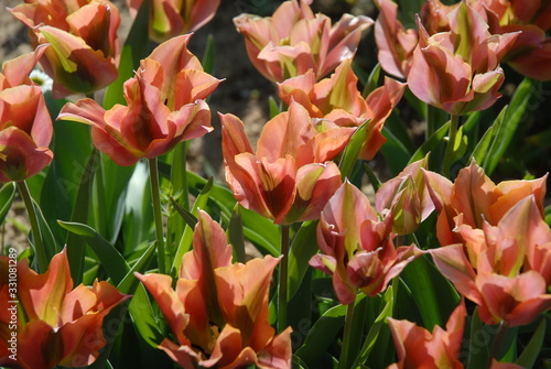 Tulip flowers, known as Tulipa viridiflora Artist photo