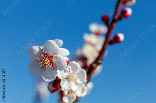 Apricot Branch in Spring Blossom