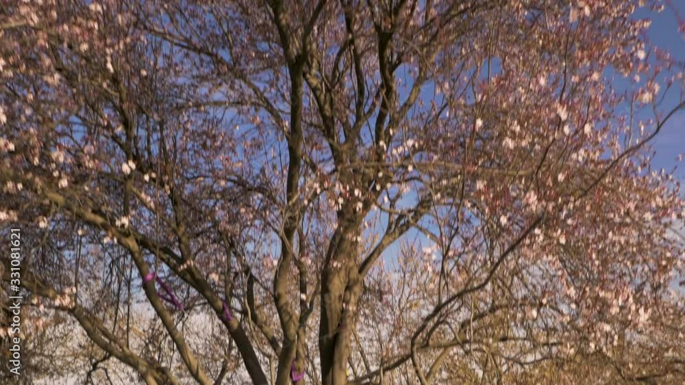 Overview of the first trees to bloom early spring, cherry trees in blossom in an urban park in Madrid, Spain Overview of the first trees to bloom early spring, cherry trees in blossom in an urban park in Madrid, Spain