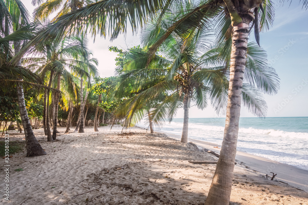 a caribbean beach with palmtrees a caribbean beach with palmtrees