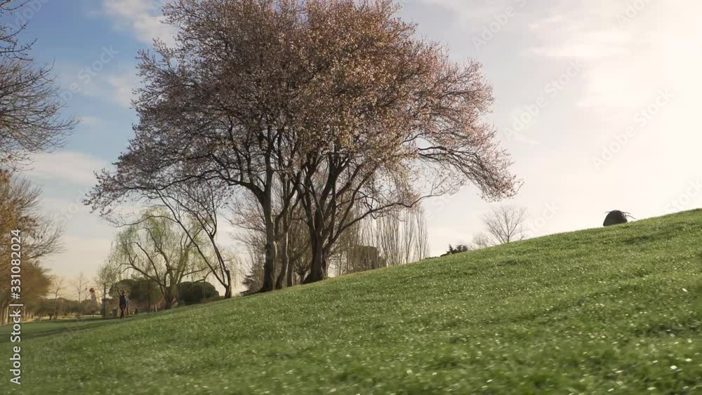 Overview of the first trees to bloom early spring, cherry trees in blossom in an urban park in Madrid, Spain Overview of the first trees to bloom early spring, cherry trees in blossom in an urban park in Madrid, Spain