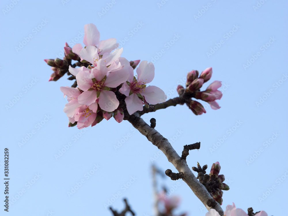 Flores de almendro,  Prunus dulcis. 