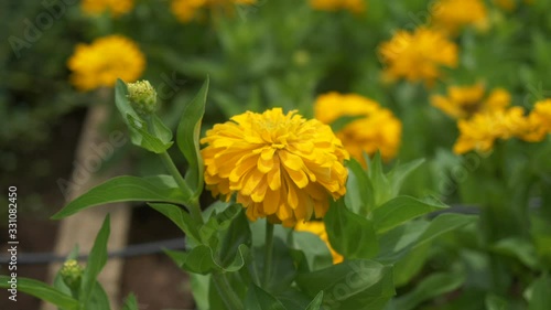 yellow flowers in garden