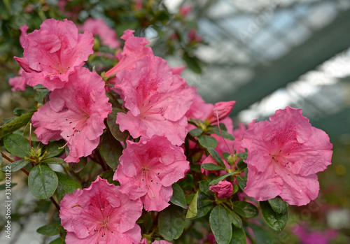 Pink azalea flowers. Rhododendron. Fluffy delicate bouquets.