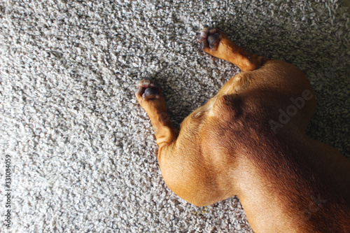Quadro em tela cute french bulldog fawn booty brown