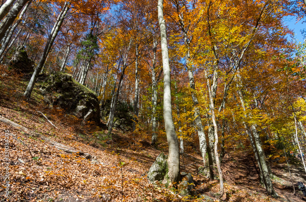 autumn in the forest autumn in the forest