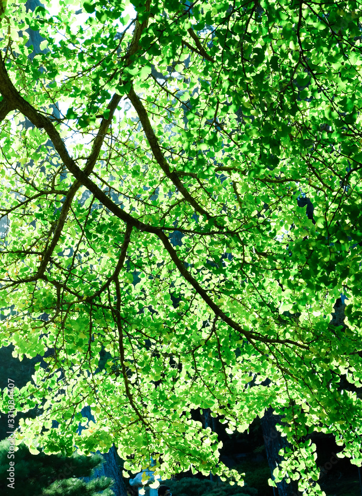 Fototapeta premium Green leaves and tree branches