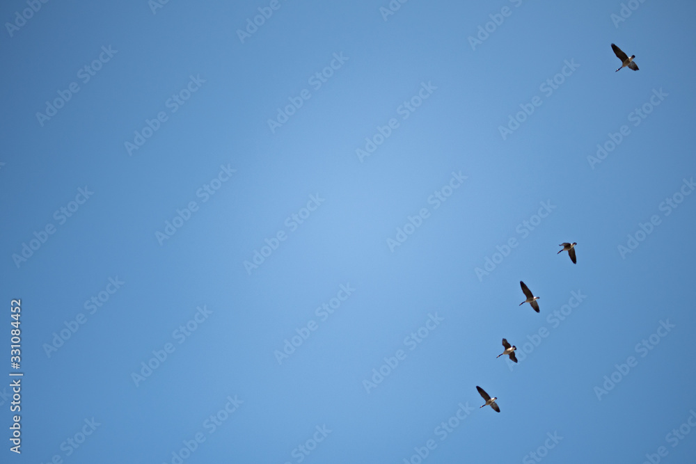 Geese Flying in the Sky Geese Flying in the Sky