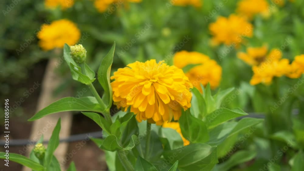 yellow flower yellow flower