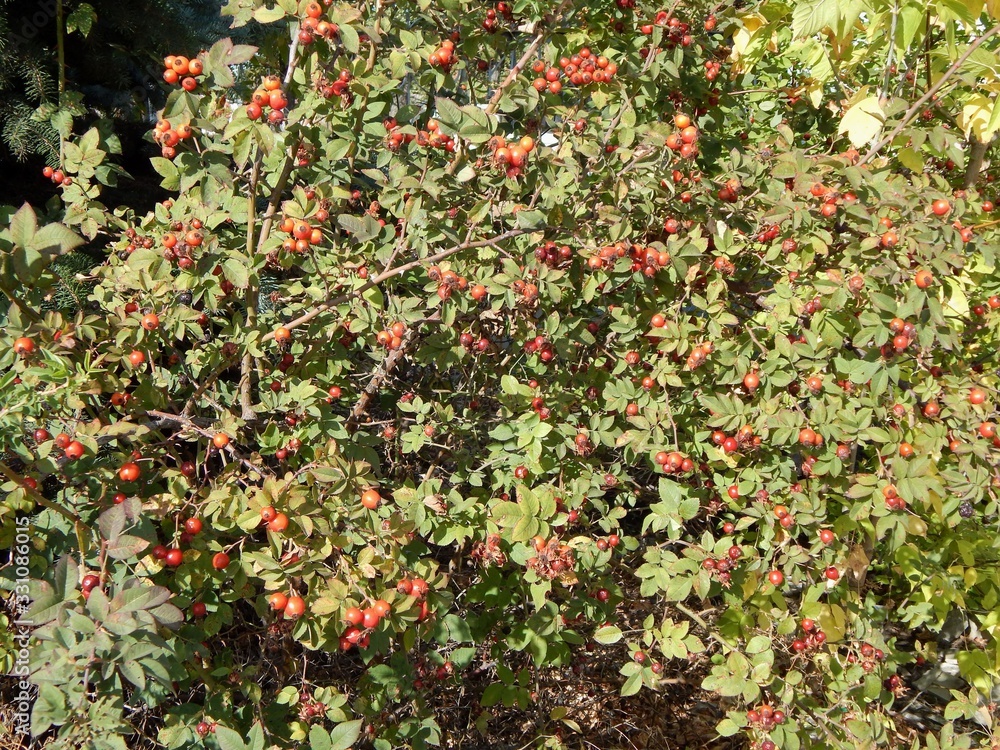 Beautiful rosehip bush with berries in the fall. Rosehip berries. Autumn harvest.