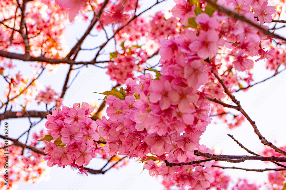 cherry tree blossom in spring cherry tree blossom in spring