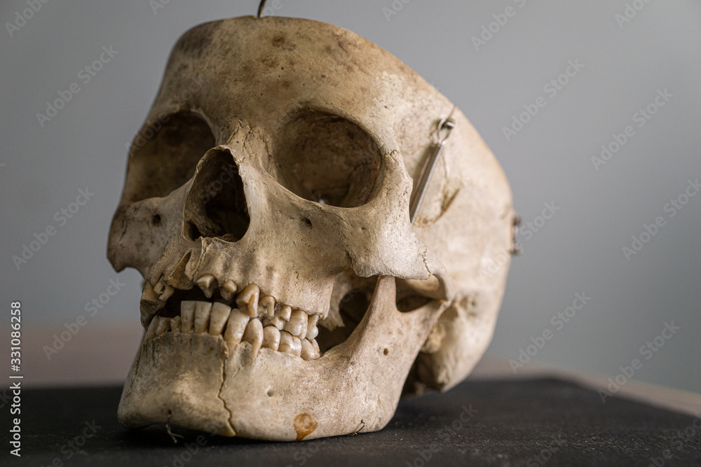 skull head bones isolated skull head bones isolated