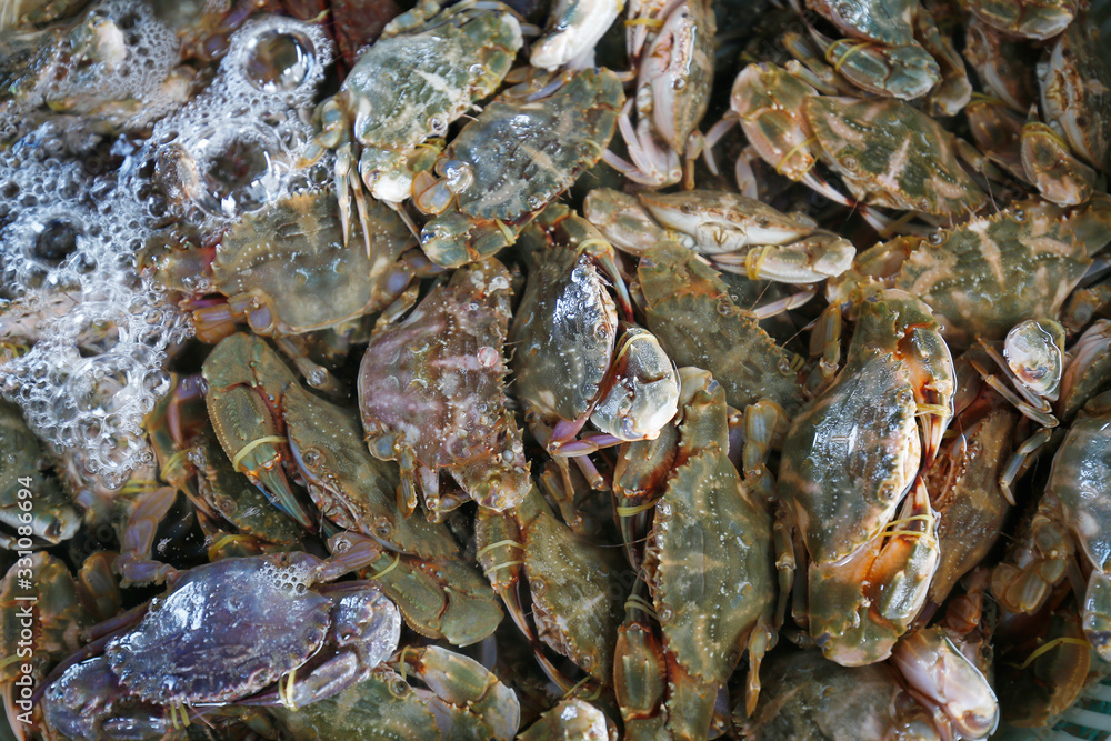 Crabs in the water, close-up shot Crabs in the water, close-up shot