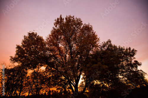 Pastel Sunrise on Trees in the Fall Autumn