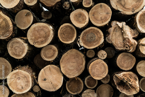 The texture of sawn trees. Sawmill  logging. Close-up