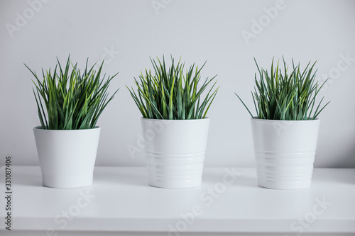 White pots with greenery on a white background