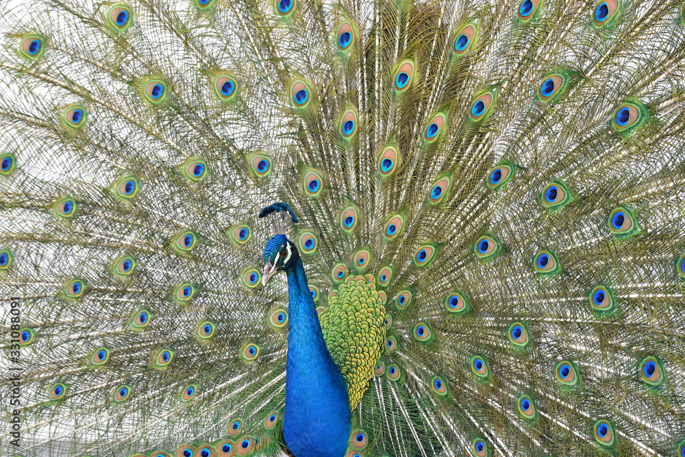 Naklejka premium peacock with feathers out