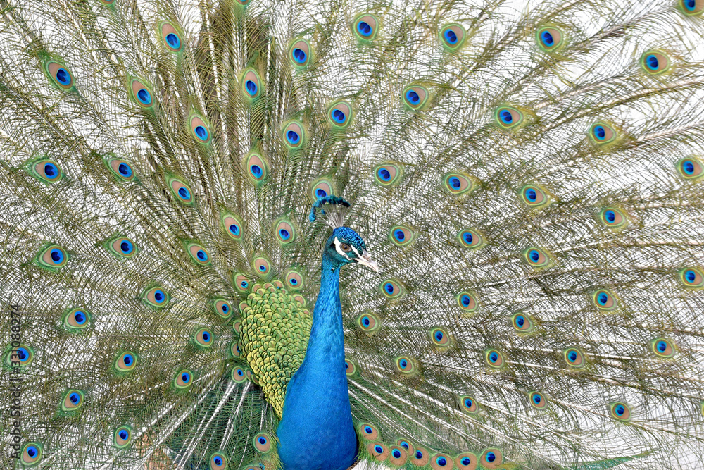 Obraz premium peacock with feathers out