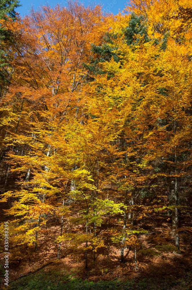 autumn leaves in the forest