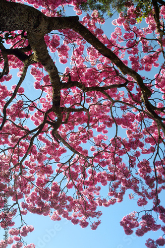 Tronco retorcido de ipê rosa florido em céu azul